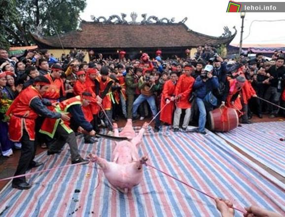Người dân đang phanh lợn để Thủ đao chém lợn tế lễ