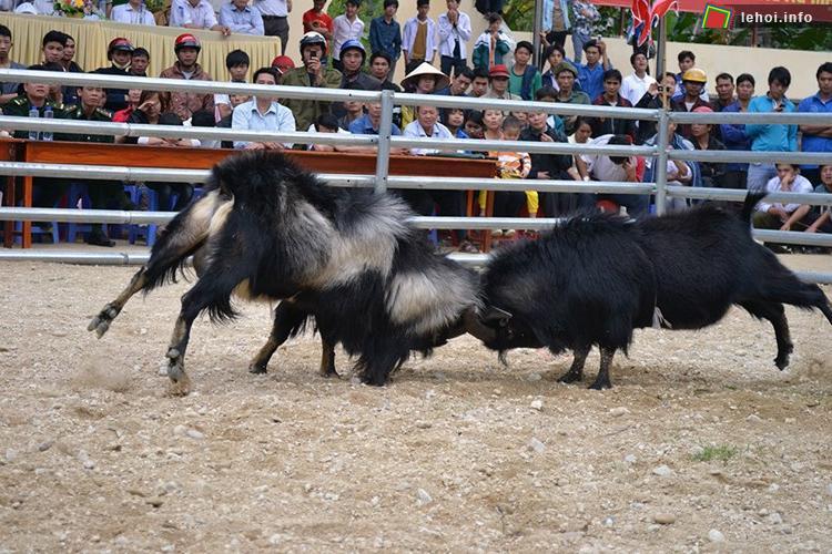 Độc đáo Lễ hội chọi dê trên cao nguyên đá Đồng Văn