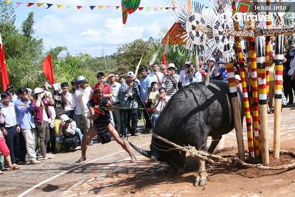 Nghi lễ giết trâu trong lễ cầu an bản Mường