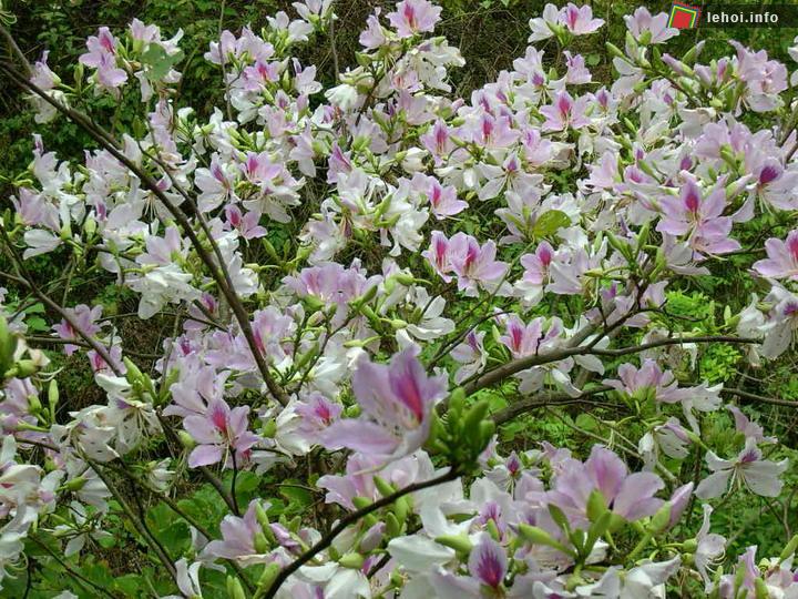 Lễ hội Hoa ban tại Lai Châu