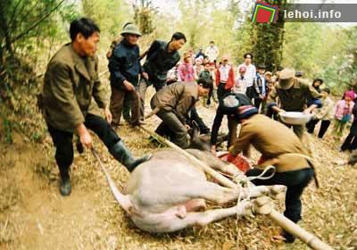 Đặc sắc lễ hội vật trâu giằng búa