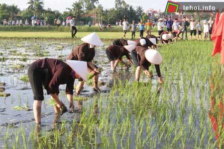Hội thi cấy giữa các xóm