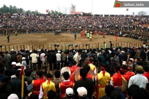 Vĩnh Phúc: Lễ hội chọi trâu ảnh 1