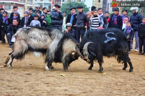 Những chú dê đang thi đấu