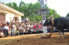 Nghi lễ chém trâu trong lễ hội