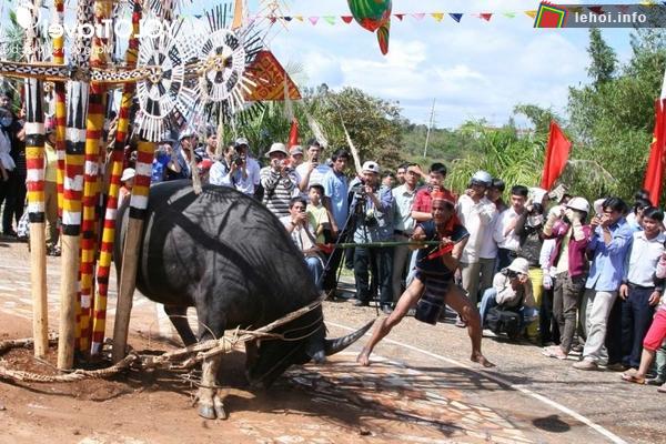 nghi thức đâm trâu trong lễ hội