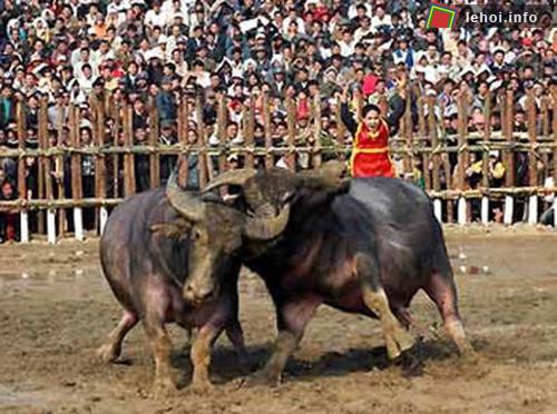 Vĩnh Phúc: Lễ hội chọi trâu ảnh 2