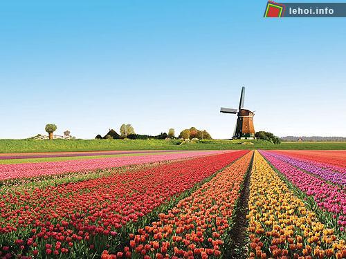 Lễ hội hoa Floriade tại Australia ảnh 1