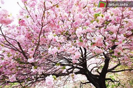 Trung Quốc: Tràn ngập sắc hồng trong lễ hội hoa đào ảnh 2