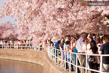 Ngắm vẻ đẹp rực rỡ trong Lễ hội hoa anh đào tại Washington, nước Mỹ