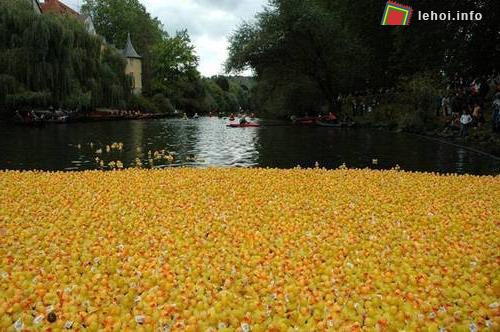 Những chú vịt đua màu vàng chật kín dòng sông.