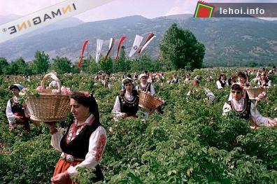 Những cô gái đi thu lượm những cánh hồng ở khu vườn trong thung lũng