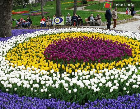 Diễn ra từ ngày mùng 1 đến ngày 30 tháng 4 tại Istanbul, là thành phố duy nhất trên thế giới có lãnh thổ nằm trên hai châu lục,&nbsp; Istanbul Tulip Festival thường niên luôn thu hút được hàng trăm ngàn khách tham quan đến từ khắp mọi nơi trên thế giới.&nbsp;