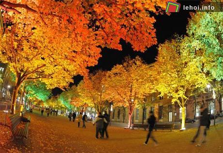 Người dân đi giữa con phố với hai hàng cây phủ đầy ánh sáng rực rỡ.