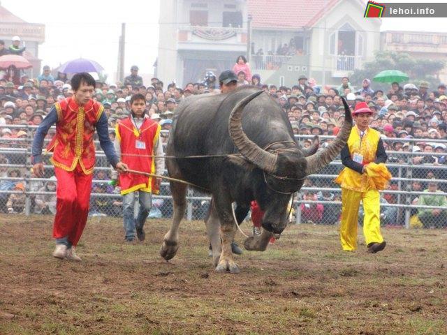 Đưa Trâu ra sân chọi