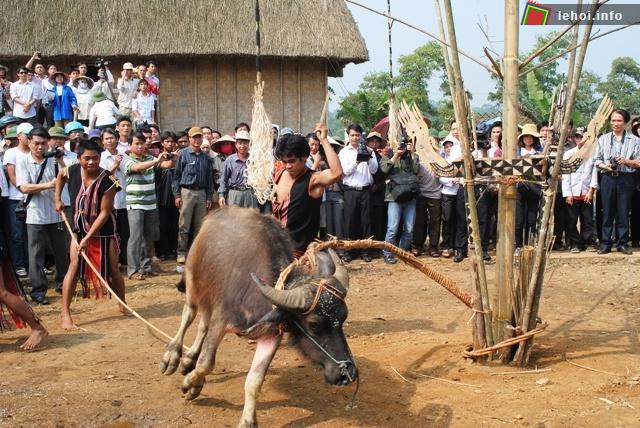 Rất đông người dân về xem hội đâm trâu