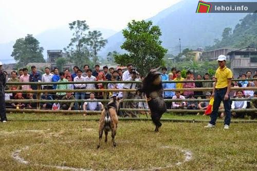 Mọi người cổ vũ rất nghiệt tình cho những chú dê