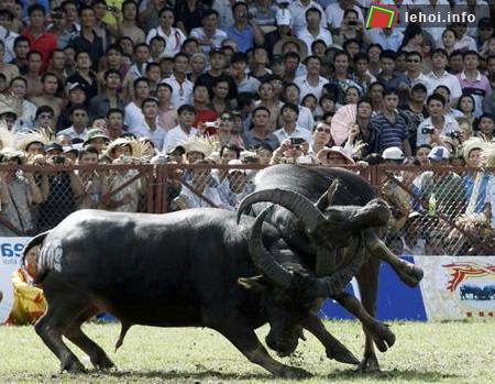 Lễ hội chọi trâu Phù Ninh rất đông khán giả