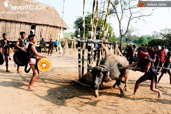 Lễ hội đâm trâu hoa Làng Ông Tía tại Quảng Nam