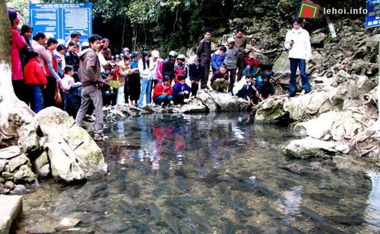 Suối cá thần ở Cẩm Lương