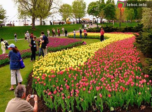 Đông đảo du khách và người dân tới tham dự lễ hội