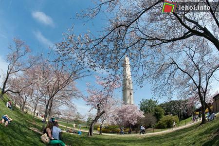 Ngắm vẻ đẹp rực rỡ trong Lễ hội hoa anh đào tại Washington, nước Mỹ ảnh 2