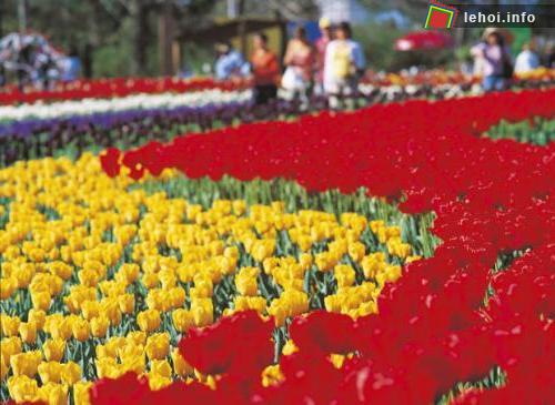 Lễ hội hoa của những cảm xúc ở Australia ảnh 2