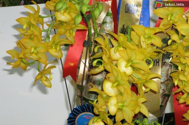 Lễ hội hoa lan trên thế giới ảnh 2