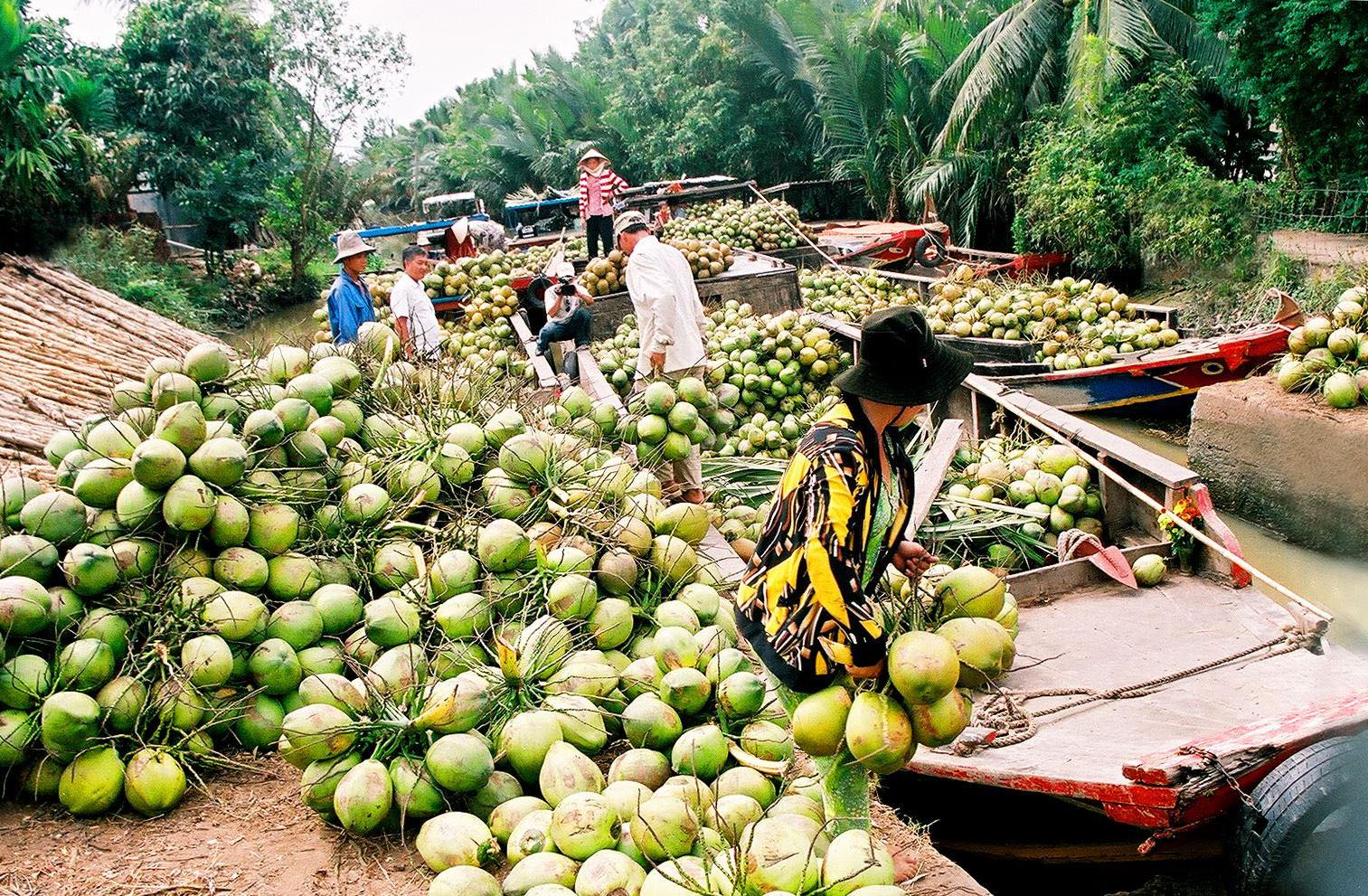 Dừa Bến Tre