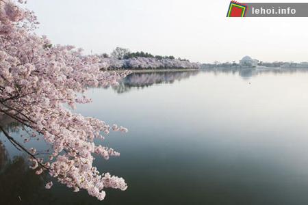Ngắm vẻ đẹp rực rỡ trong Lễ hội hoa anh đào tại Washington, nước Mỹ ảnh 3