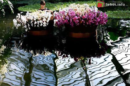 Đến lễ hội hoa Kew thỏa sức chiêm ngưỡng hoa lan ảnh 4