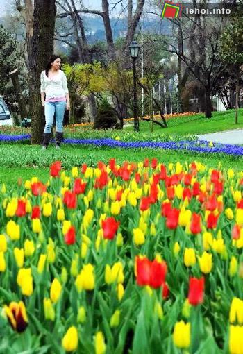 Hoa tulip bắt đầu nở rộ vào khoảng cuối tháng ba hoặc vào đầu tháng tư , còn tùy thuộc vào thời tiết. Vì thế mà du khách không thể bỏ lỡ dịp chụp hình kỉ niệm bên những vườn hoa rực rỡ&nbsp;đang vào mùa nở rộ.&nbsp;
