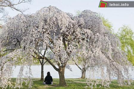 Ngắm vẻ đẹp rực rỡ trong Lễ hội hoa anh đào tại Washington, nước Mỹ ảnh 4