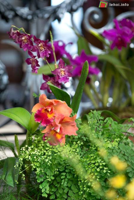Mỹ: Lãng mạn lễ hội hoa rực rỡ Biltmore, Bắc Carolina ảnh 6