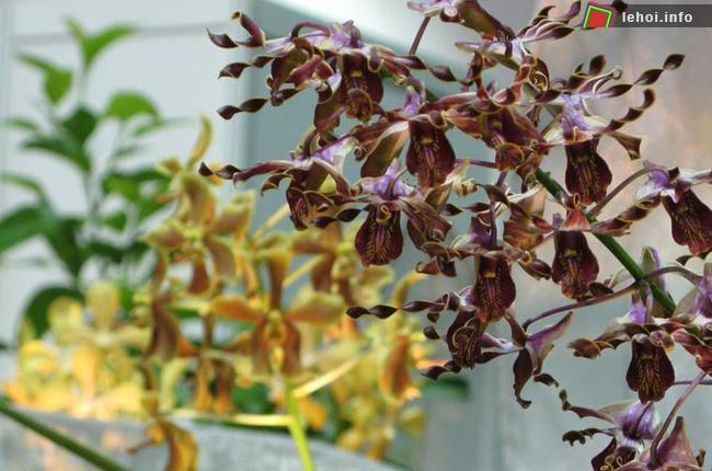 Lễ hội hoa lan trên thế giới ảnh 5