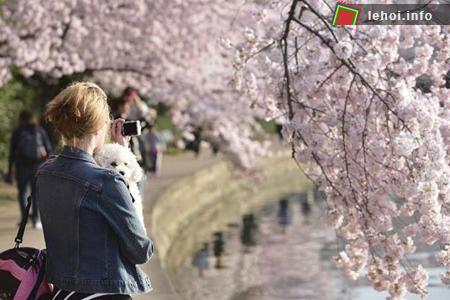 Ngắm vẻ đẹp rực rỡ trong Lễ hội hoa anh đào tại Washington, nước Mỹ ảnh 6