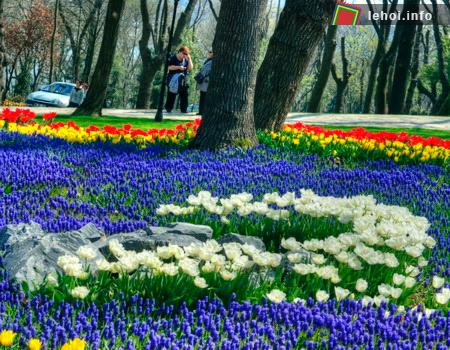 Từ năm 2006, cứ vào mỗi tháng tư, chính quyền thành phố tại Istanbul lại trồng hàng triệu bông hoa tulip trên các con đường, công viên, trục giao thông và ... ở bất cứ đâu.&nbsp;Kết quả là một lễ hội hoa xuân vô cùng rực rỡ, đã làm cho khách tham quan có cảm tưởng như đang lạc vào giữa một khu rừng&nbsp;tràn ngập những bông hoa tulip.
