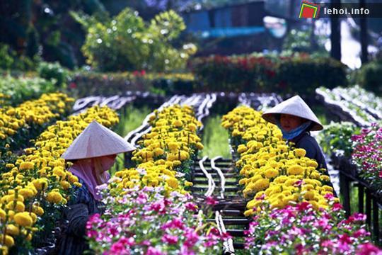 Làng hoa Sa Đéc chuẩn bị cho Lễ hội hoa xuân Quý Tỵ tại Đồng Tháp
