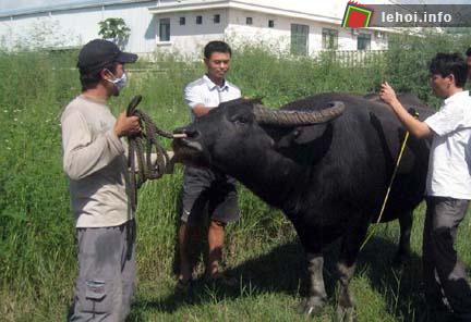 Các chủ trâu và người chăm sóc trâu luôn nhiệt huyết, dành hết tâm sức chăm sóc, huấn luyện trâu chọi.