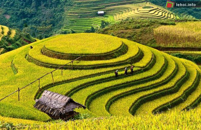 Danh thắng Ruộng bậc thang tại Yên Bái.