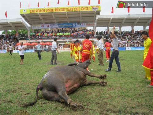 Quyết liệt vòng sơ loại trọi châu Đồ Sơn 2012 ảnh 1