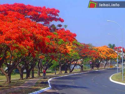 Hoa phượng đỏ là một biểu tượng của thành phố Hải Phòng