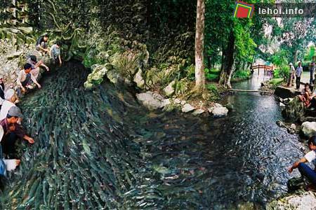 Suối cá thần Cẩm Lương - Cẩm Thủy, Thanh Hóa