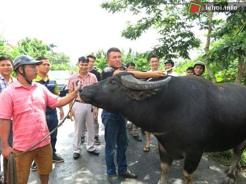 16 chủ trâu sẵn sàng tham gia vòng chung kết lễ hội chọi trâu Đồ Sơn