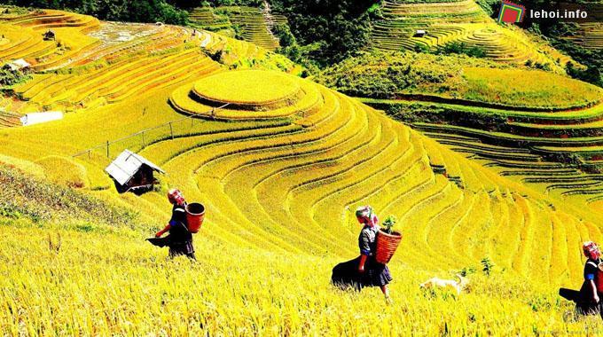 Tổ chức Hội thi “Gặt lúa nhanh, cày bừa giỏi” tại xã Dế Xu Phình.