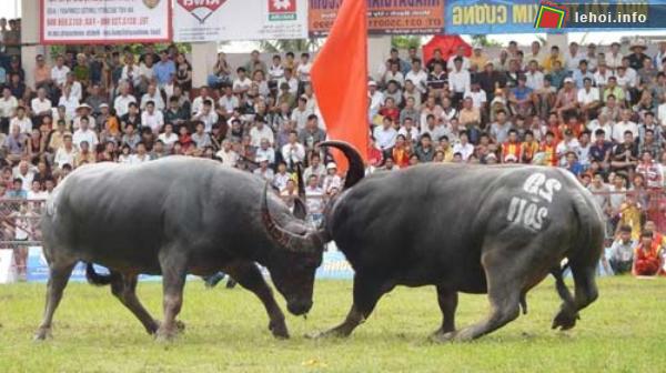 Lễ hội chọi trâu Đồ Sơn