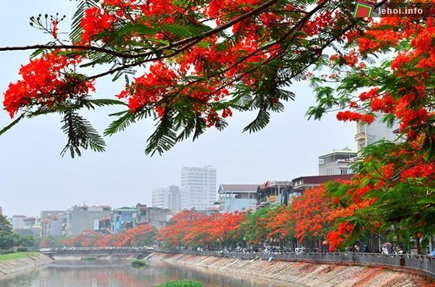 Hoa phượng- biểu tượng của thành phố Hải Phòng