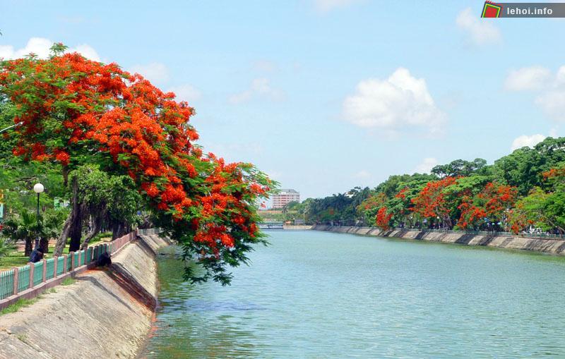Hoa phượng nở rộ bên bờ sông