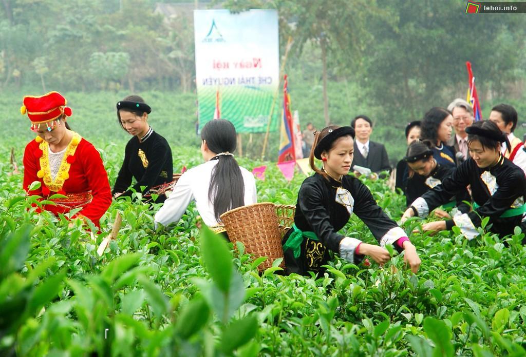 Vùng chè Đại Từ