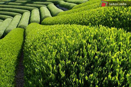 Vườn trà Bảo Lộc tại tỉnh Lâm Đồng